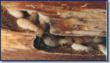 image of termites in wood